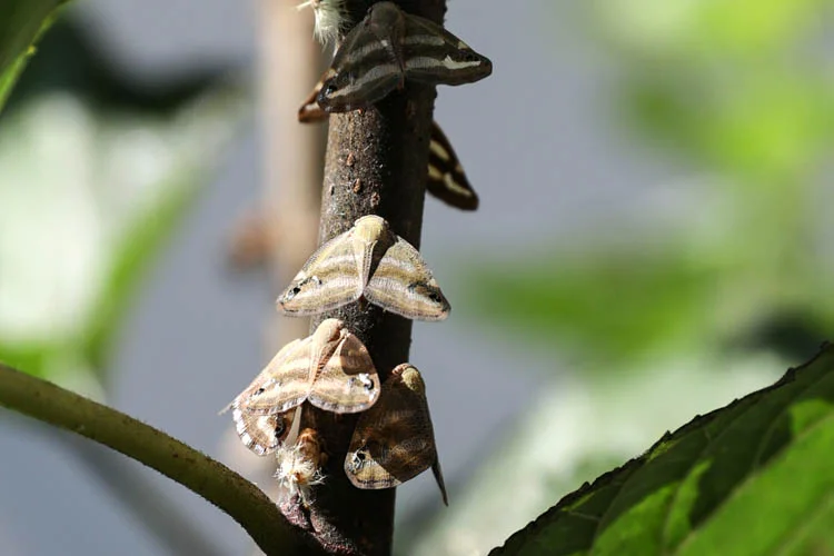 Beykoz'da daha çok köy ortamlarında görülmeye başlayan vampir kelebekler vatandaşları
