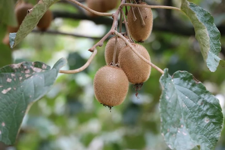 Beykoz Belediyesi kivi sevkıyatını başlatıyor 1 kivi beykoz 2 6zrySKCiPu