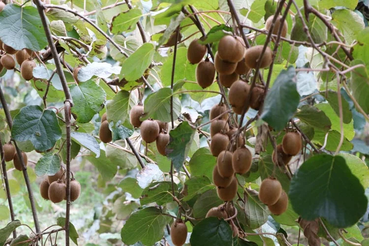 Beykoz Belediyesi kivi sevkıyatını başlatıyor 2 kivi beykoz 3 QQUTFnLadi