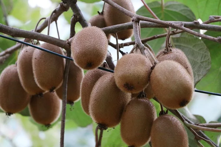 kivibeykoz 123464640 9pYnOR6En