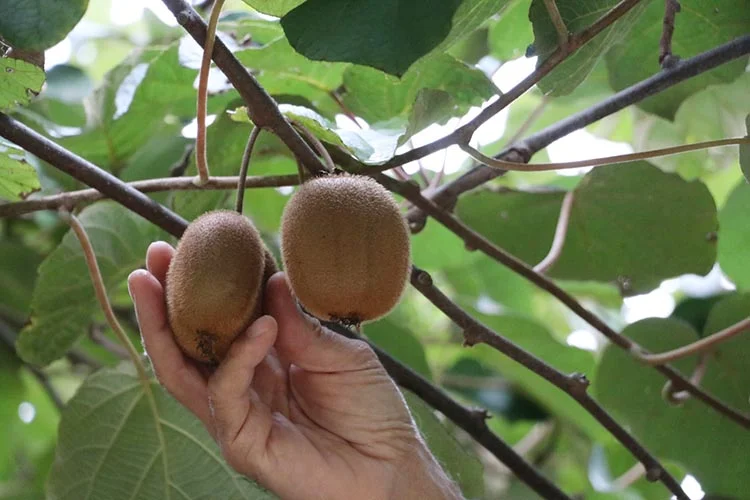 kivibeykoz 123464646 PyhIAT yHT