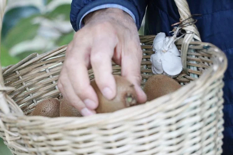 kivibeykoz 123464649 4OcwmDSza8