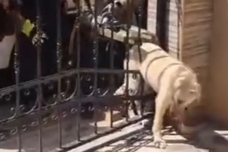 Bahçeli bir evin demir parmaklıklarına sıkışan köpek Beykoz itfaiyesinin müdahalesiyle