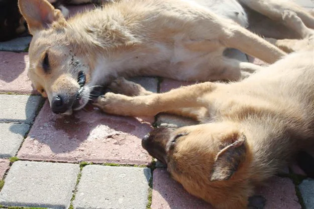 Beykoz'da köpek ve kedileri zehirli etle öldürüyorlar. Suç duyurusu üzerine