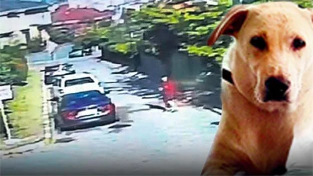 Köpeği anestezi ile bayılttıktan sonra ormana atan Tevfik C. İle