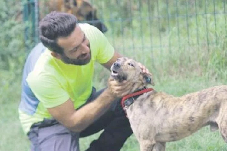 Beykoz'da bir otomobilin ezmesi sonucu ölümün eşiğine gelen sokak köpeği,