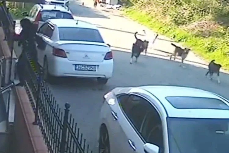 Dost Beykoz’un manşetlere taşıdığı köpek sorunu gündemdeki yerini koruyor. Beykoz’da