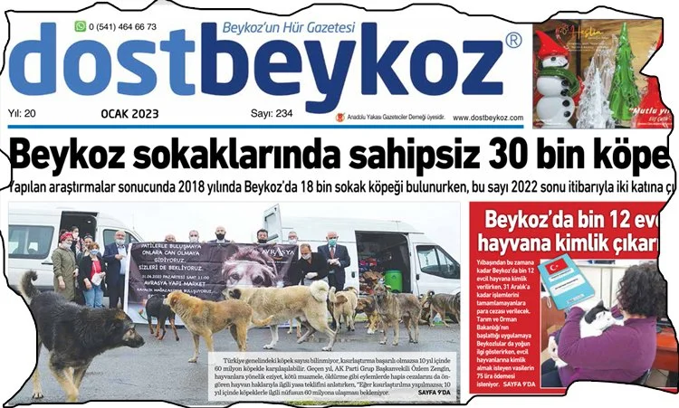 Beykoz’da başıboş köpek sorunu bitmek bilmiyor 1 kopek haber g2pmahU8BH