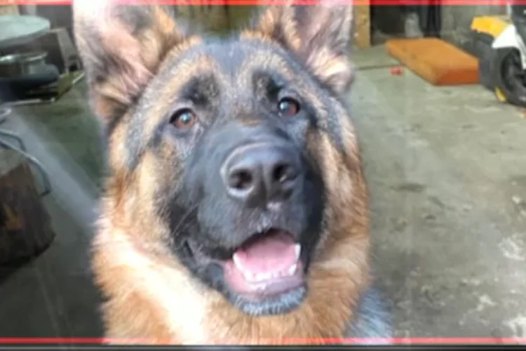 Beykoz'da bir köpek eğitim merkezinde skandal yaşandı! İddiaya göre bir