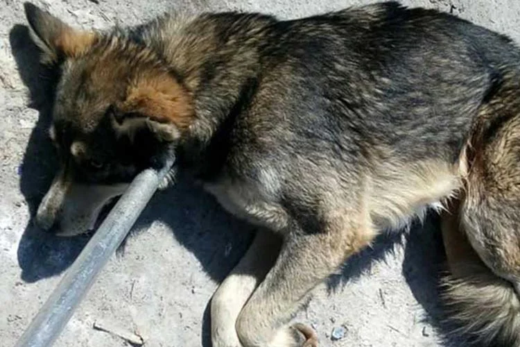 Beykoz Paşabahçe'deki Şişe Cam Fabrikası'nın yakınlarında bir köpeğin silahla vurularak