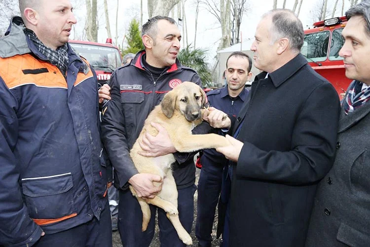 kopek operasy fO es9coGM