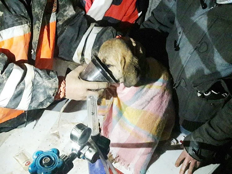 kopek operasyon 6 ZIaahuhrof