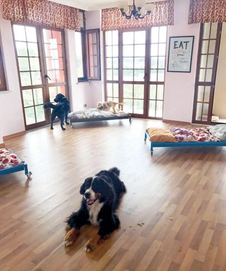 kopek otel 2 C0S7lgBCWg