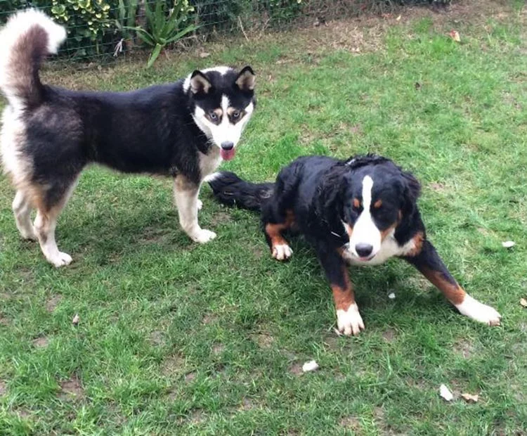 kopek otel 3 fsJhWiuN10