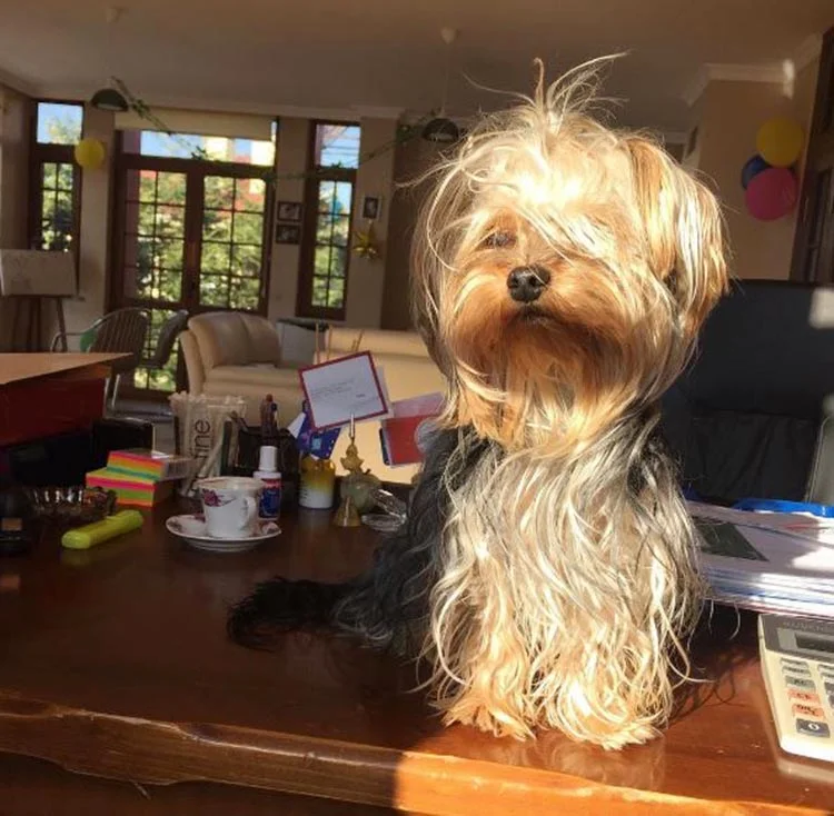 kopek otel 4 tyO8v7CP8G