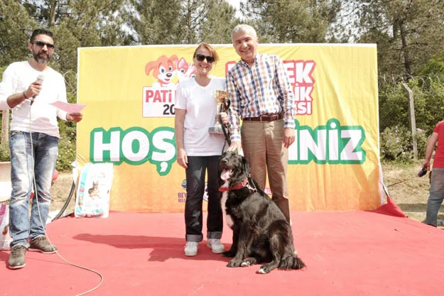 En güzel köpekler Beykoz'da podyuma çıktı 1 kopek podyum beyk 83XUZOZDcp