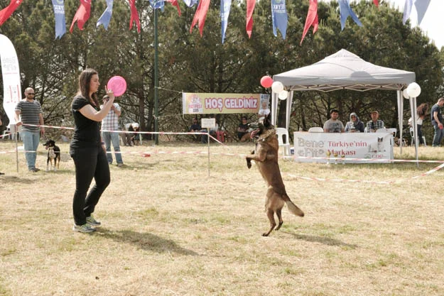 En güzel köpekler Beykoz'da podyuma çıktı 3 kopek podyum beyk XwNG44Cl5G