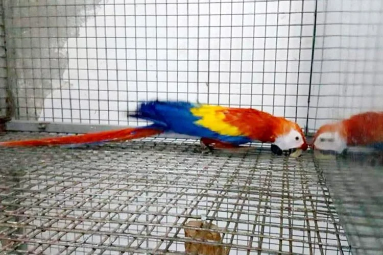 Beykoz'da ticareti özel izne tabi olan papağan, saka kuşu ve