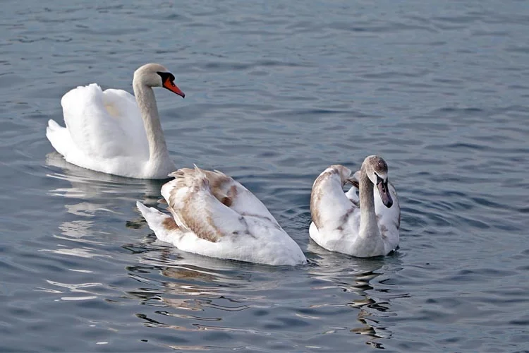 Kuğular birçok hikâyeye konu olan, kıvrımlı boynu, güzelliği ve büyüklüğü
