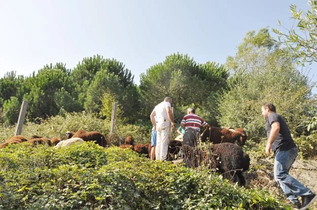 Beykoz’da huzurlu bir Bayram günü yaşandı 3 kurban beyk SjuRWemmVB