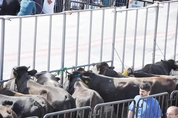 Beykoz’da huzurlu bir Bayram günü yaşandı 5 kurban beyk zH0mJts 9K