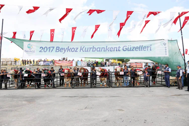 Beykoz Belediyesi’nin Çavuşbaşı Çiftlik Mahallesi'nde kurulumunu tamamladığı Kurbankent, renkli bir