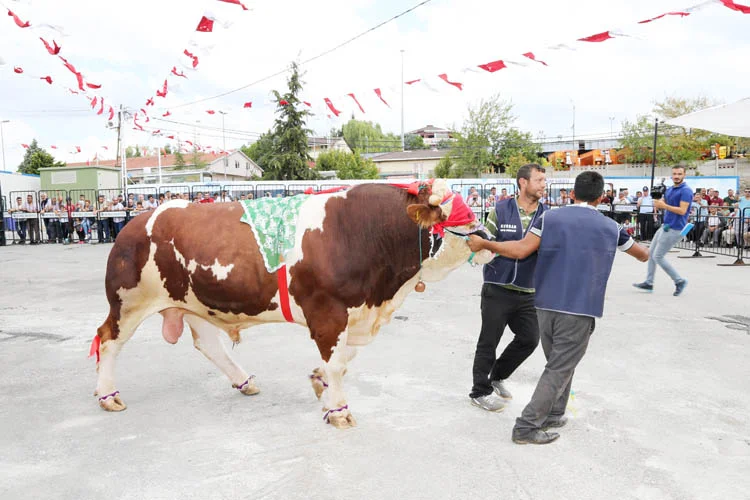 kurban guzellik 9 Q4cY2yJ2Uw