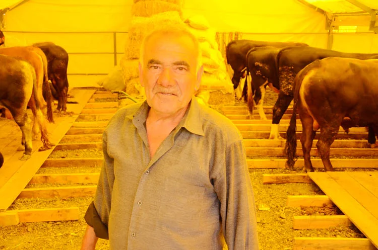 Beykoz Kurban Kent'te, kurbanlık hayvan satışları bayrama tam iki hafta