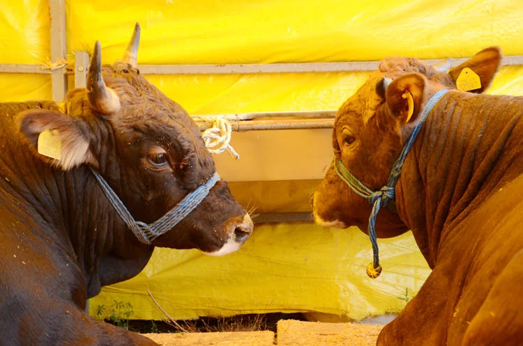 kurban kent 16 6 pJd1NwsbQK