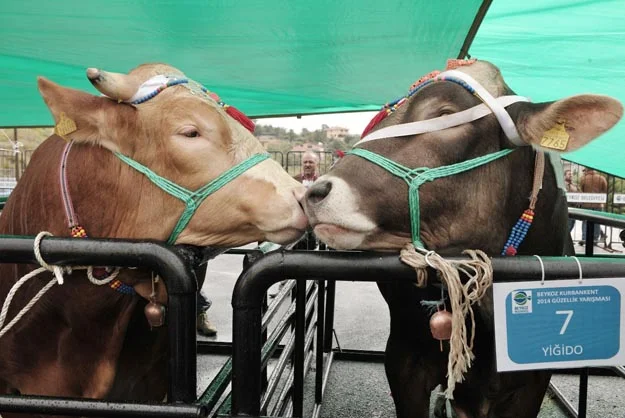 Beykoz Kurbankent Bayram’a Hazır 2