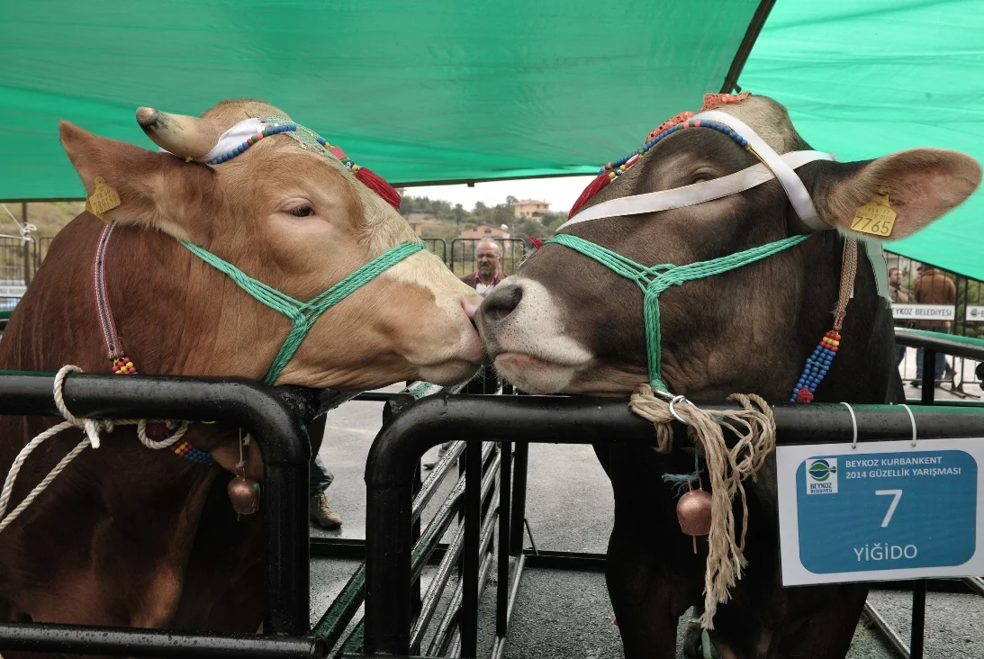 Beykoz Belediyesi’nin Çavuşbaşı’nda kurduğu Kurbankent renkli bir yarışmaya ev sahipliği