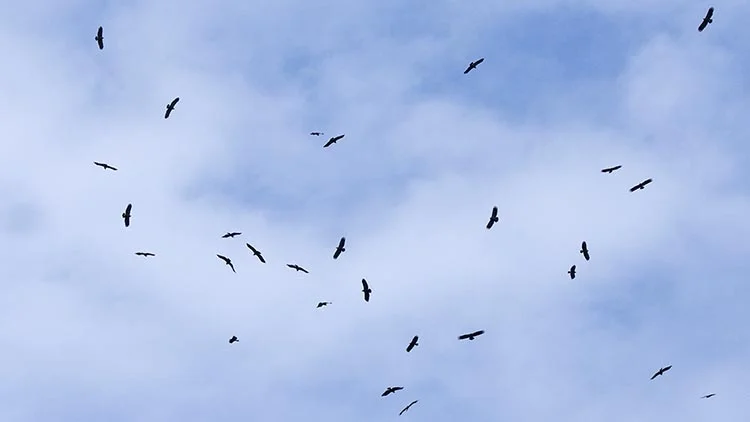 Dünyanın en önemli kuş göçü izleme noktalarından biri olan Beykoz