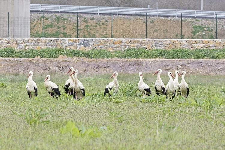 Baharın müjdecisi Beykoz’un leylekleri geldi 4 kus 2 M2EktWbwyT