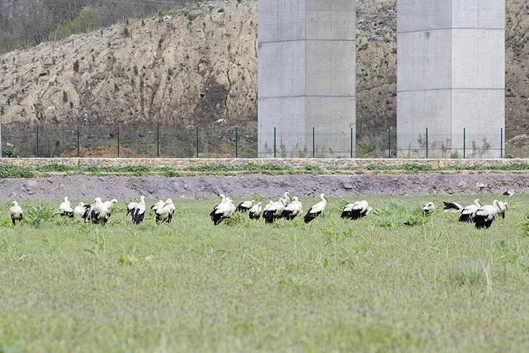 Baharın müjdecisi Beykoz’un leylekleri geldi 5 kus 3 8YTjQS9SWX