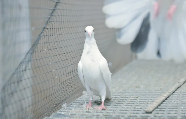 Yeşilin ve mavinin binbir ahenk içinde buluştuğu Boğazın İncisi Beykoz’da,