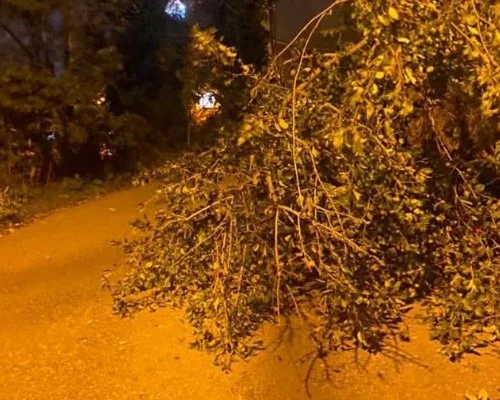 Dün akşam saatlerinde Beykoz'un tamamında etkili olan lodos nedeniyle ağaçlar