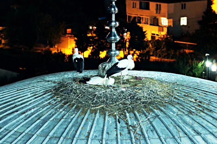 Mart ayıyla birlikte Beykoz'a gelen göçmen leylekler, sıcak mevsimlerin sona