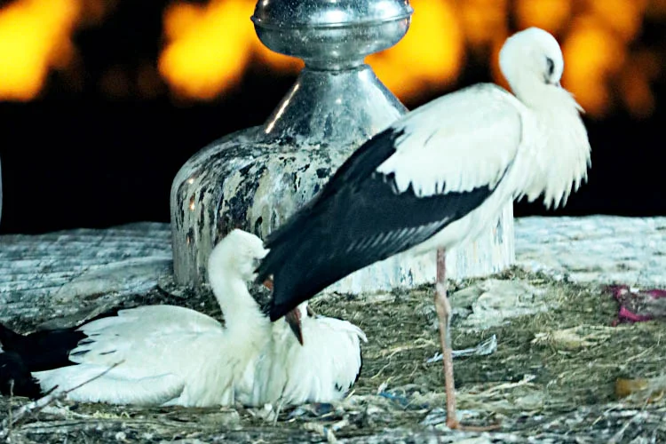 Yıllardır Beykoz'un camisini mesken tuttular 2 leydb2 5AljsEUrqT