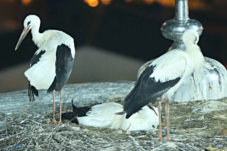 Yıllardır Beykoz'un camisini mesken tuttular 1 leydb4 s4Xu VKHcd