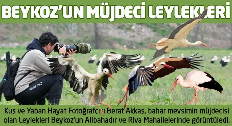 Kuş ve Yaban Hayat Fotoğrafçısı Berat Akkaş, bahar mevsimin müjdecisi