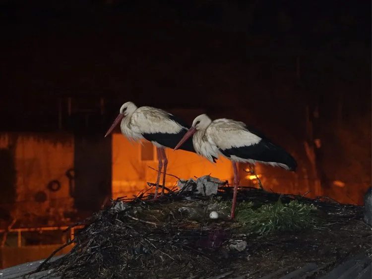 Geçtiğimiz yıl yavrularını burada dünyaya getirerek ayrılan leylekler yuva olarak
