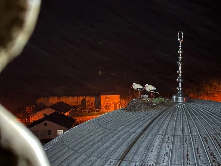 leylekcdb2 ZATqRG3fsD