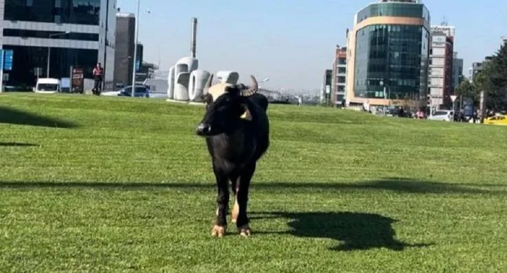 Beykoz’da Kurban Bayramı yaşanan ilk büyükbaş hayvan firarının ardından Kurban
