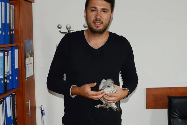 Bulduğu yavru martıya sahip çıkan Eda Hanım, martının anne ve