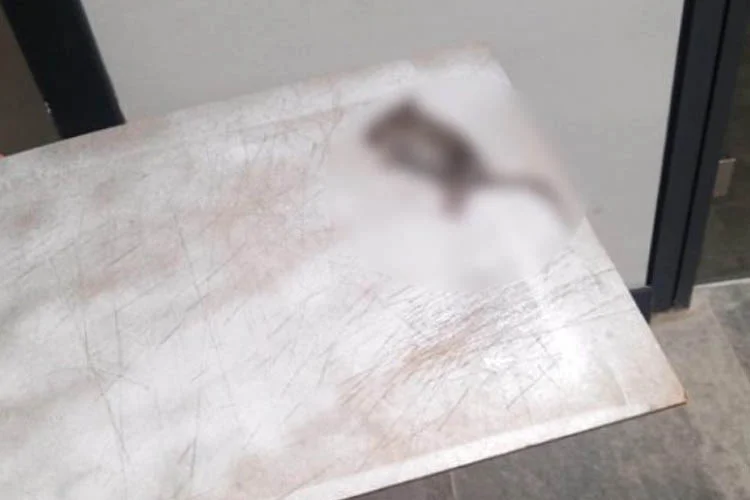 Medipol Üniversitesi'nin Beykoz kampüsünü istila eden fareler nedeniyle öğrenciler isyan