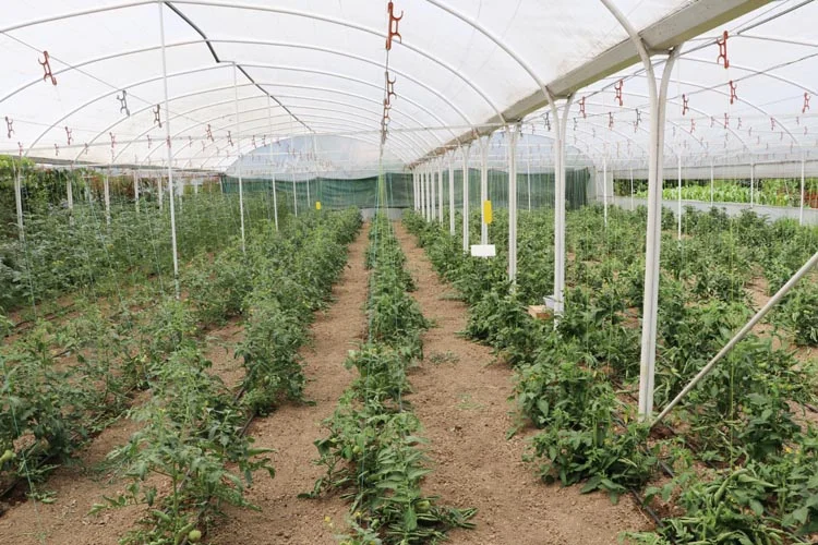 Beykoz’da yeşil doğayla çevrili Paşamandıra Meyve Bahçesi hem piknik ve