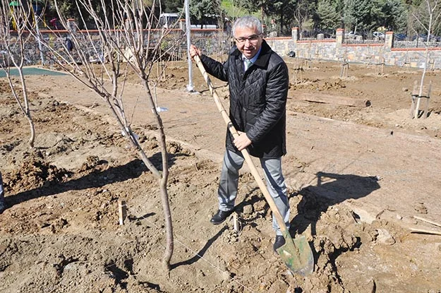 Beykoz Belediye Başkanı Yücel Çelikbilek, Değirmendere'deki meyve bahçesine kiraz ağacı