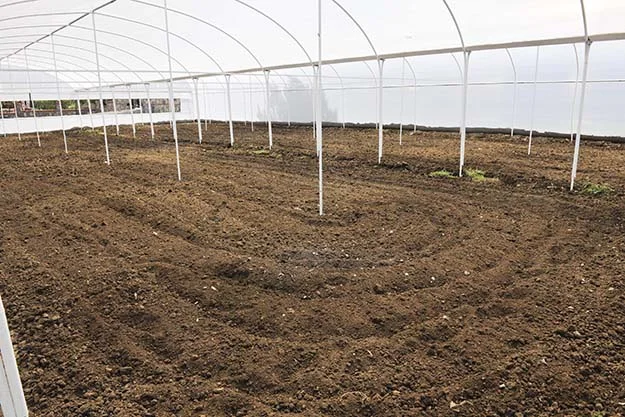 meyve beykoz 6 nfzowffkcJ