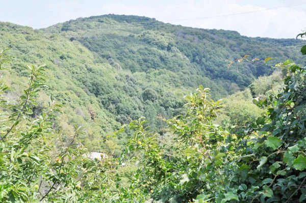 Kanlıca Orman İşletme Müdürlüğü, Orman Genel Müdürlüğü’nün işleyişiyle ilgili bilgi