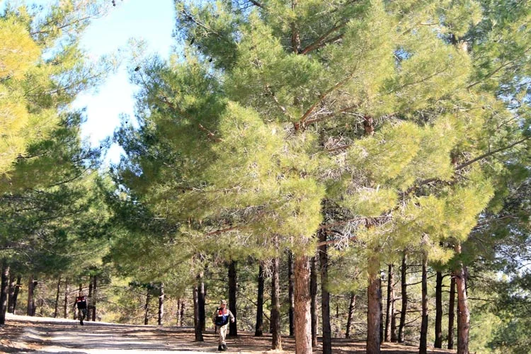 Beykoz'da son günlerde yaşanan intihar vakalarına bir yenisi daha eklendi.